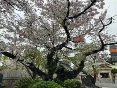櫻宮の{uncategorized: "未分類", other: "その他", undefined: "問題あり", building: "その他建物", grave: "お墓", sacred_gate: "鳥居", guardian: "狛犬", statue: "像", buddha: "仏像", history: "歴史", nature: "自然", garden: "庭園", animal: "動物", pagoda: "塔", temizu: "手水舎", mountain_gate: "山門・神門", sanctuary: "本殿・本堂", subordinate: "末社・摂社", art: "芸術", scenery: "景色", jizo: "地蔵", ema: "絵馬", goshuin: "御朱印", omikuji: "おみくじ", items: "授与品その他", amulet: "お守り", goshuincho: "御朱印帳", eats: "食事", festival: "お祭り", votive_dance: "神楽", shichigosan: "七五三参", wedding: "結婚式", experience: "体験その他", initially: "初詣", around: "周辺", anti_infection: "感染症対策"}