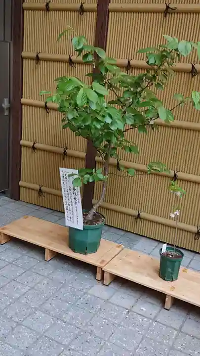 十番稲荷神社の自然