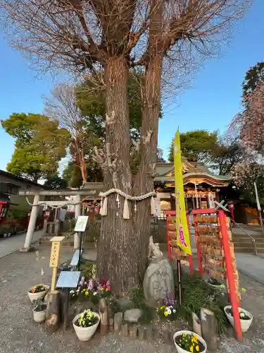 川越八幡宮の{uncategorized: "未分類", other: "その他", undefined: "問題あり", building: "その他建物", grave: "お墓", sacred_gate: "鳥居", guardian: "狛犬", statue: "像", buddha: "仏像", history: "歴史", nature: "自然", garden: "庭園", animal: "動物", pagoda: "塔", temizu: "手水舎", mountain_gate: "山門・神門", sanctuary: "本殿・本堂", subordinate: "末社・摂社", art: "芸術", scenery: "景色", jizo: "地蔵", ema: "絵馬", goshuin: "御朱印", omikuji: "おみくじ", items: "授与品その他", amulet: "お守り", goshuincho: "御朱印帳", eats: "食事", festival: "お祭り", votive_dance: "神楽", shichigosan: "七五三参", wedding: "結婚式", experience: "体験その他", initially: "初詣", around: "周辺", anti_infection: "感染症対策"}
