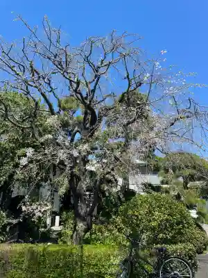 貞源寺の{uncategorized: "未分類", other: "その他", undefined: "問題あり", building: "その他建物", grave: "お墓", sacred_gate: "鳥居", guardian: "狛犬", statue: "像", buddha: "仏像", history: "歴史", nature: "自然", garden: "庭園", animal: "動物", pagoda: "塔", temizu: "手水舎", mountain_gate: "山門・神門", sanctuary: "本殿・本堂", subordinate: "末社・摂社", art: "芸術", scenery: "景色", jizo: "地蔵", ema: "絵馬", goshuin: "御朱印", omikuji: "おみくじ", items: "授与品その他", amulet: "お守り", goshuincho: "御朱印帳", eats: "食事", festival: "お祭り", votive_dance: "神楽", shichigosan: "七五三参", wedding: "結婚式", experience: "体験その他", initially: "初詣", around: "周辺", anti_infection: "感染症対策"}