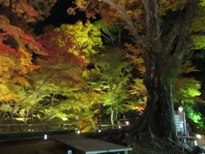 北野天満宮の自然