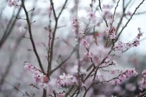 妙蓮寺(京都府)