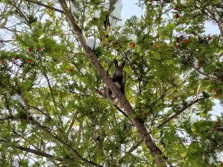 東神楽神社の自然