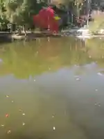 鶴岡八幡宮の自然