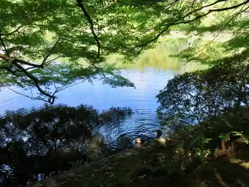 龍安寺の庭園