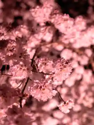 平安神宮(京都府)