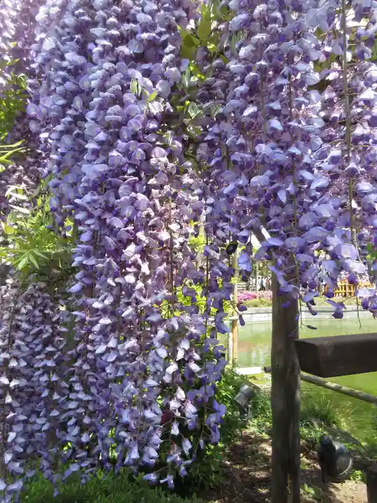 亀戸天神社の自然