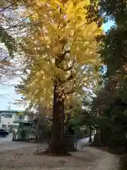 春日部八幡神社の自然