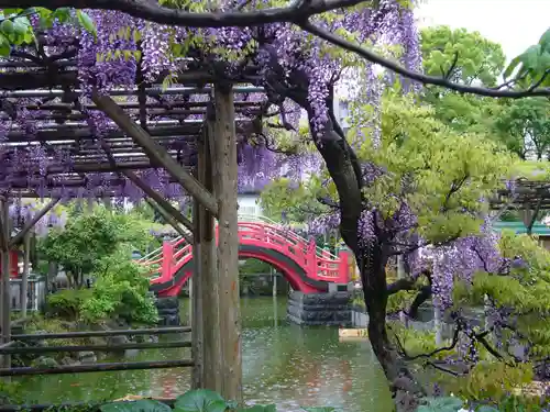 亀戸天神社の自然