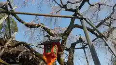 平野神社の自然