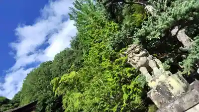 出雲大神宮の狛犬
