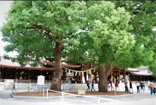 明治神宮の自然