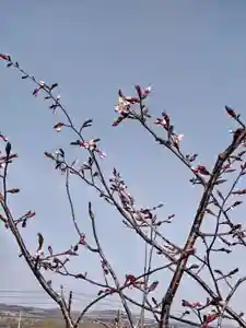 茂岩神社の自然(2023年04月25日(火) 23時37分45秒投稿)
