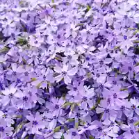 寿量山 速成寺の自然