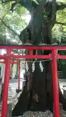 新田神社の鳥居