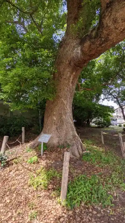 八幡社(下門八幡社)の自然