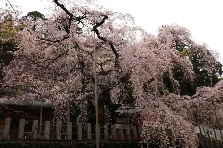 小川諏訪神社の自然