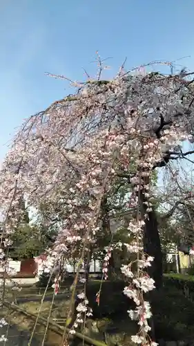 上品蓮台寺の自然