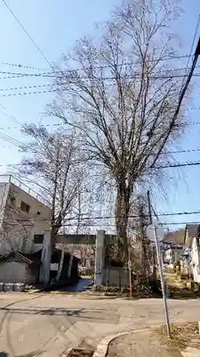 浅草観音寺の自然