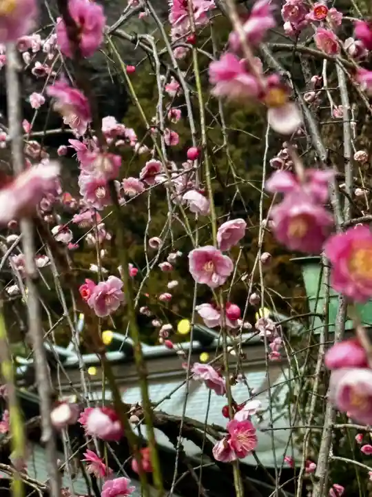 赤間神宮(山口県)