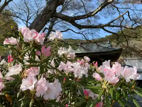 普門寺(切り絵御朱印発祥の寺)の自然