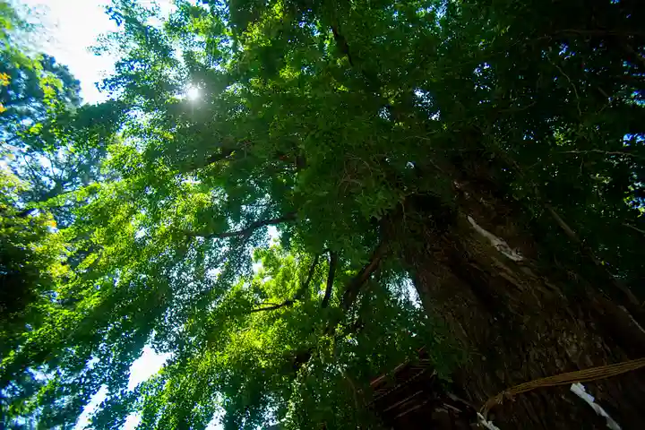 今宮神社の自然