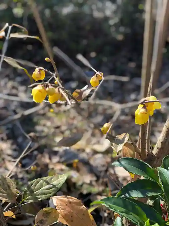 木舟山 順教寺の自然