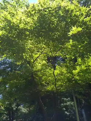 阿蘇神社の自然