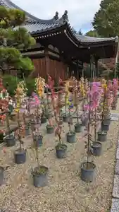 法金剛院の本殿・本堂