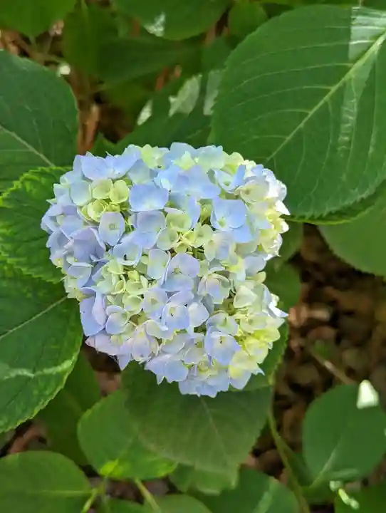 藤森神社(京都府)