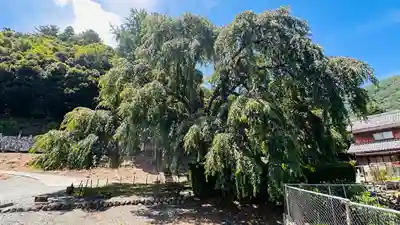 妙祐寺(福井県)