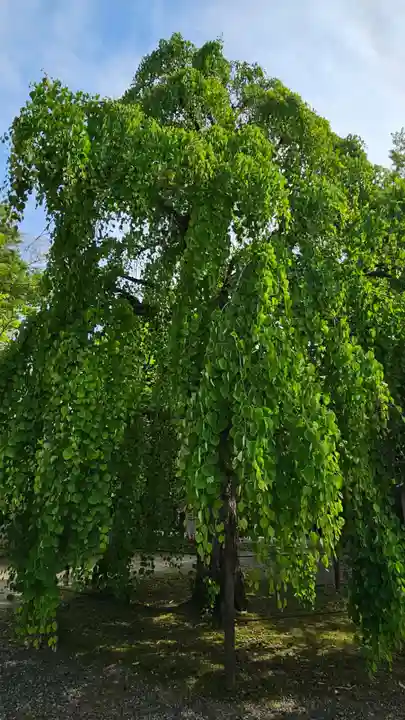 笠間稲荷神社の自然