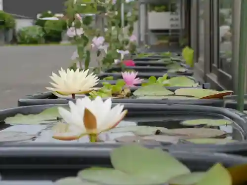 極楽山　浄土寺の自然