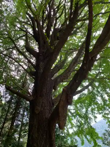 黒峯神社(群馬県)