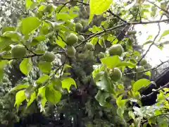 北野神社の自然