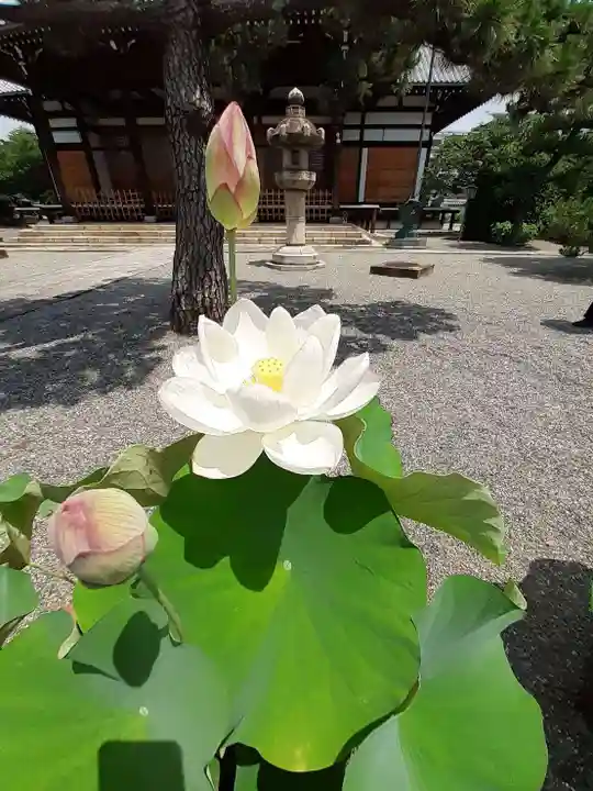 妙蓮寺(京都府)