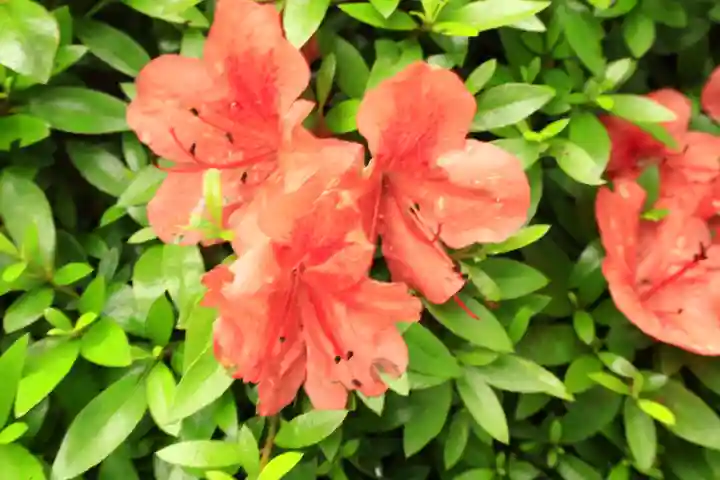 豪徳寺(東京都)