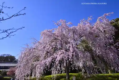 櫻木神社の自然