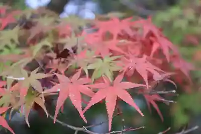 鍬山神社(京都府)