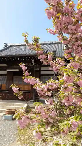 本満寺（本願満足寺）(京都府)