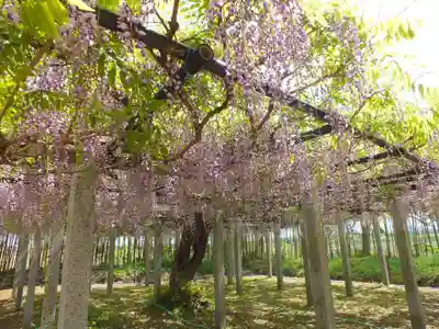 志那神社の自然