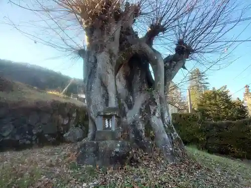 諏訪大社上社前宮の自然