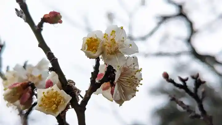 長岡天満宮(京都府)