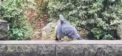 根津神社の動物