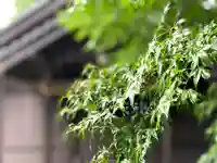 御影神社の自然