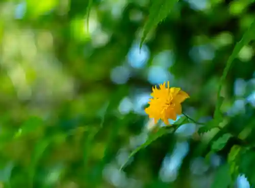 富士山本宮浅間大社(静岡県)