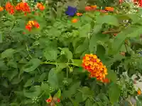 養楽寺(大阪府)