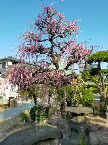 専念寺の{uncategorized: "未分類", other: "その他", undefined: "問題あり", building: "その他建物", grave: "お墓", sacred_gate: "鳥居", guardian: "狛犬", statue: "像", buddha: "仏像", history: "歴史", nature: "自然", garden: "庭園", animal: "動物", pagoda: "塔", temizu: "手水舎", mountain_gate: "山門・神門", sanctuary: "本殿・本堂", subordinate: "末社・摂社", art: "芸術", scenery: "景色", jizo: "地蔵", ema: "絵馬", goshuin: "御朱印", omikuji: "おみくじ", items: "授与品その他", amulet: "お守り", goshuincho: "御朱印帳", eats: "食事", festival: "お祭り", votive_dance: "神楽", shichigosan: "七五三参", wedding: "結婚式", experience: "体験その他", initially: "初詣", around: "周辺", anti_infection: "感染症対策"}