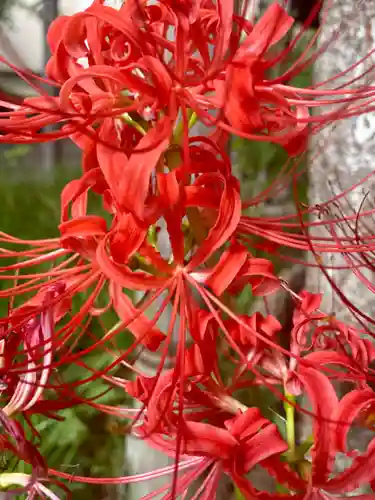 粟嶋堂宗徳寺の自然