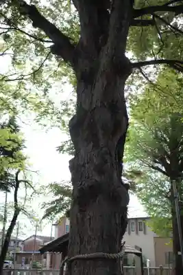 東八幡神社の自然